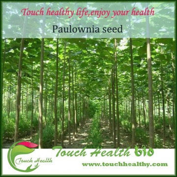 2016 Hot sale paulownia elongata seeds